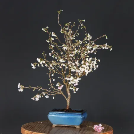 CERISIER DU JAPON "PRUNUS KOJO NO MAI" 1-15