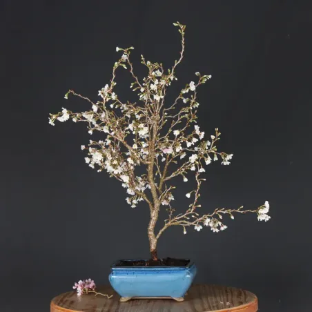 image supplémentaire - CERISIER DU JAPON "PRUNUS...