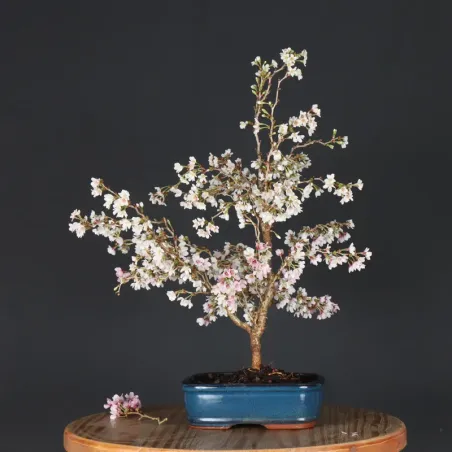 CERISIER DU JAPON "PRUNUS KOJO NO MAI" 1-17