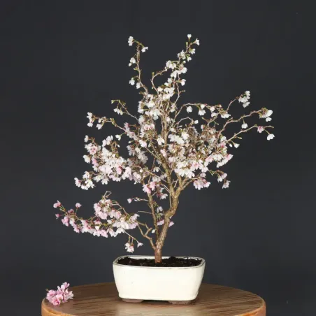 CERISIER DU JAPON "PRUNUS KOJO NO MAI" 1-18