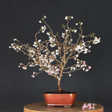CERISIER DU JAPON "PRUNUS KOJO NO MAI" 1-23
