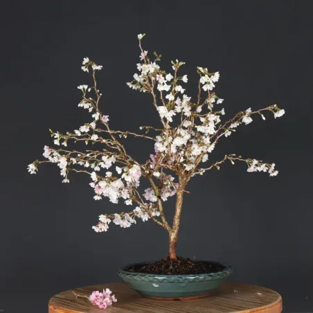 Japanese cherry tree "prunus kojo no mai" 2-14