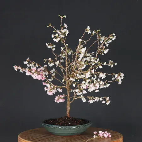 image supplémentaire - CERISIER DU JAPON "PRUNUS...