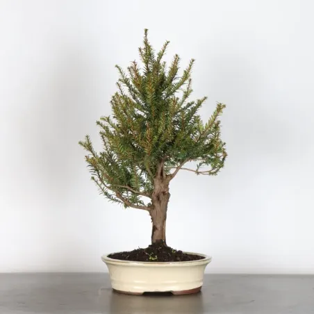IF "Taxus baccata" 1-3