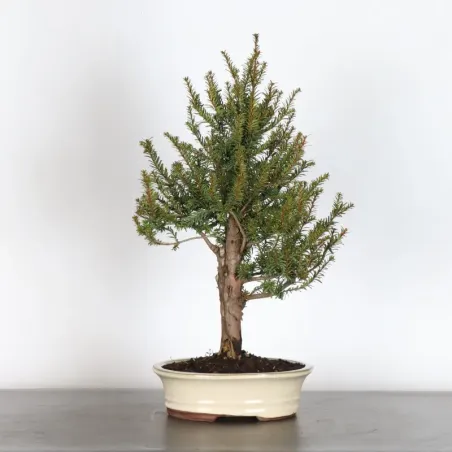 image supplémentaire - YEW "TAXUS BACCATA" 1-3