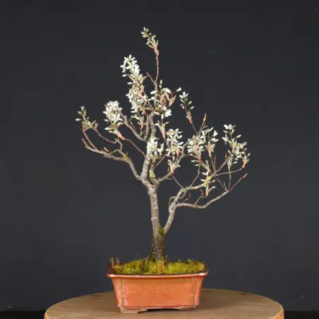 image supplémentaire - BONSAI AMÉLANCHIER 1-10