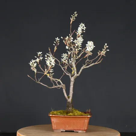 BONSAI SERVICEBERRY 1-10
