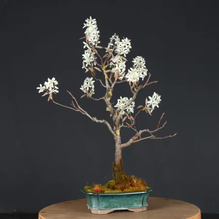 image supplémentaire - BONSAI SERVICEBERRY 1-11