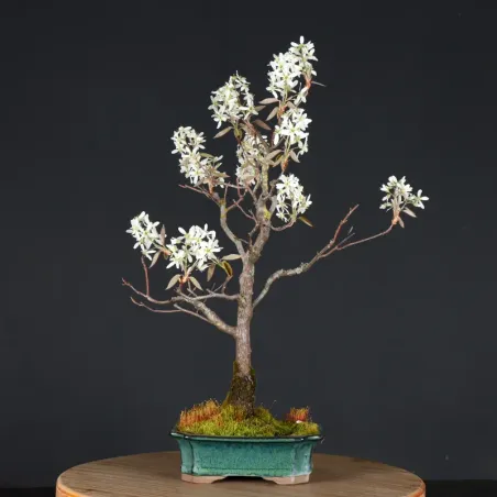 BONSAI AMÉLANCHIER 1-11