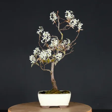 BONSAI SERVICEBERRY 1-13