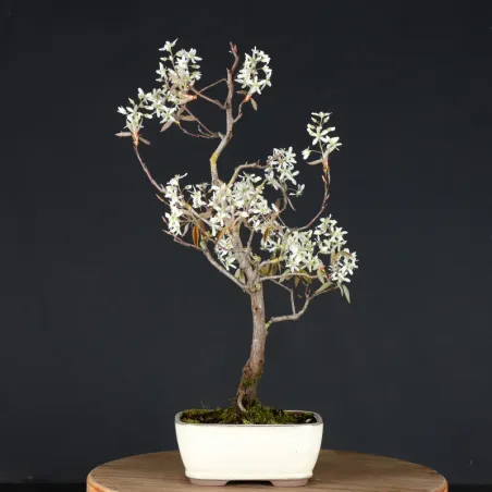 image supplémentaire - BONSAI SERVICEBERRY 1-13