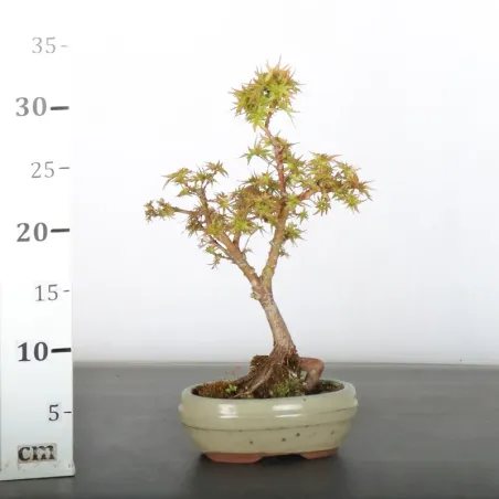 image supplémentaire - ÉRABLE DU JAPON "ACER...