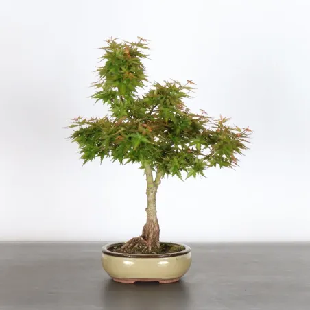 BONSAI ACER PALMATUM KOTO HIMÉ 1-4