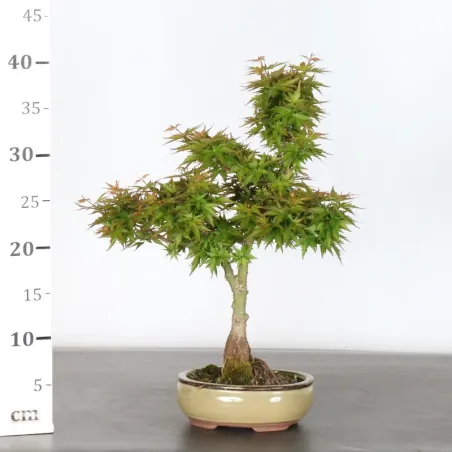 image supplémentaire - BONSAI ACER PALMATUM KOTO...