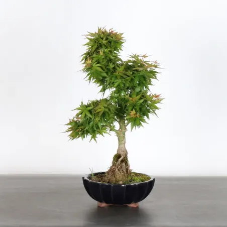 ÉRABLE DU JAPON "ACER PALMATUM KOTO HIMÉ" 1-9