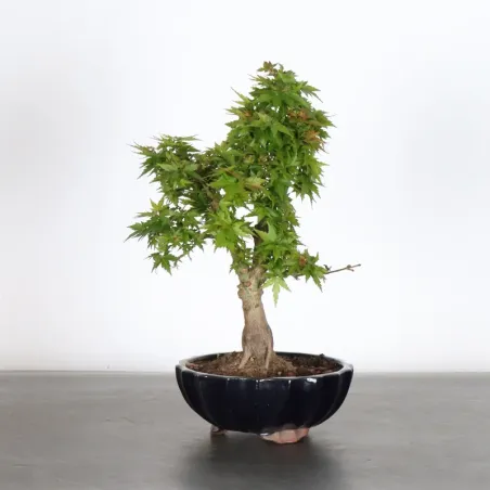 JAPANESE MAPLE "ACER PALMATUM KOTO HIME" 1-11