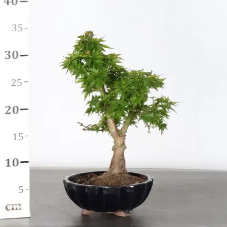 image supplémentaire - ÉRABLE DU JAPON "ACER...