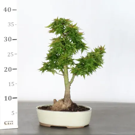 image supplémentaire - ÉRABLE DU JAPON "ACER...