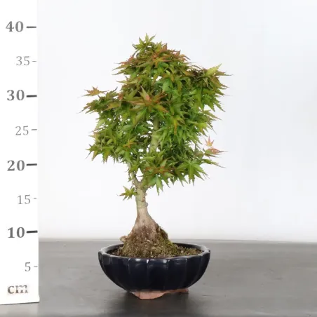 image supplémentaire - ÉRABLE DU JAPON "ACER...