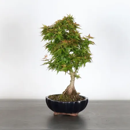 ÉRABLE DU JAPON "ACER PALMATUM KOTO HIMÉ" 2-5