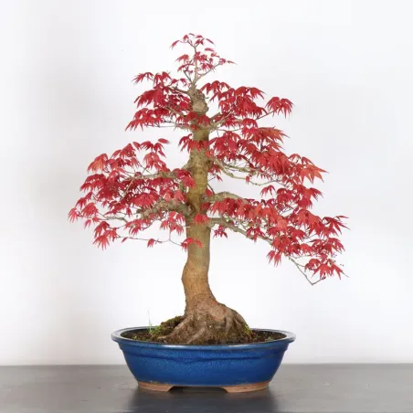 image supplémentaire - JAPANESE RED MAPLE "ACER...