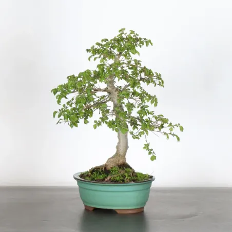 Bonsai Siberian Elm OR-1-4