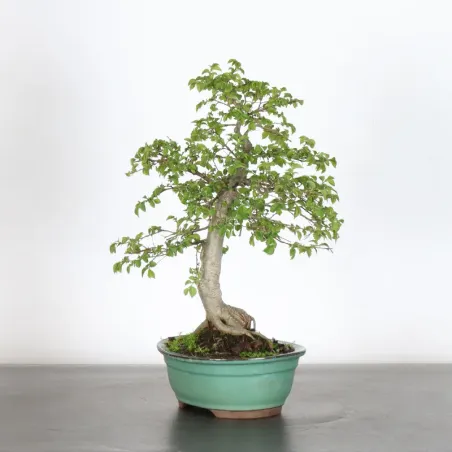 image supplémentaire - Siberian elm "ulmus pumila"...