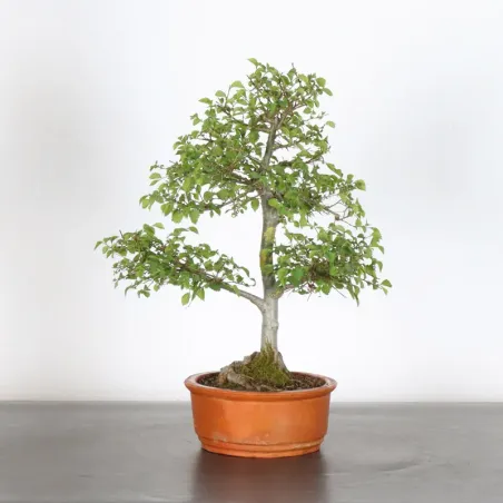 Bonsai Orme de Chine OR-1-5