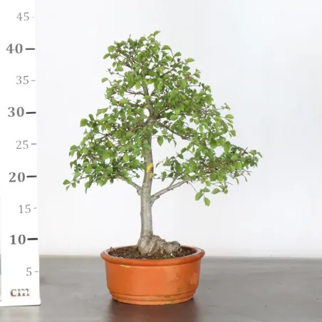 image supplémentaire - Siberian elm "ulmus pumila"...