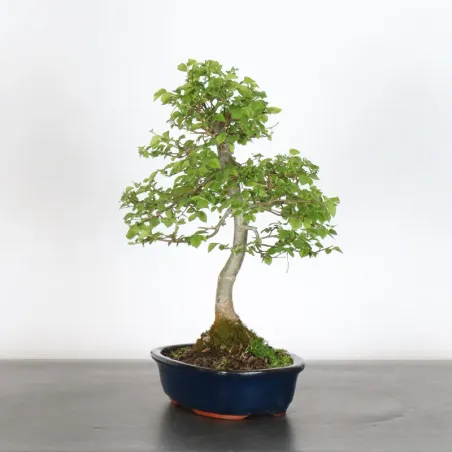 image supplémentaire - Orme de sibérie "ulmus...