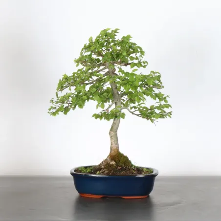 Orme de sibérie "ulmus pumila" 1-16