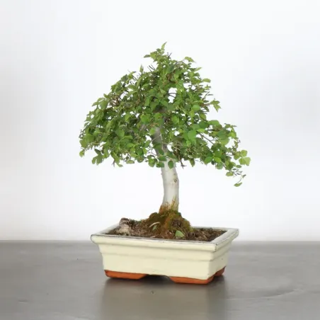 Orme de sibérie "ulmus pumila" 1-20