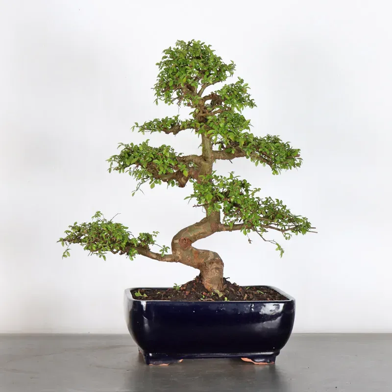 image supplémentaire - CHINESE ELM "Ulmus...