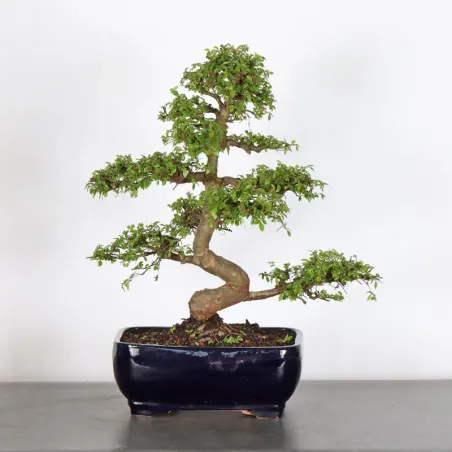 Bonsai Orme de Chine OR-2-12