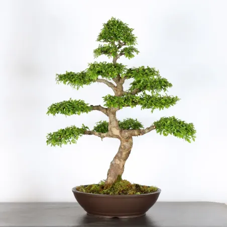Chinese elm "ulmus parvifolia" 2-17