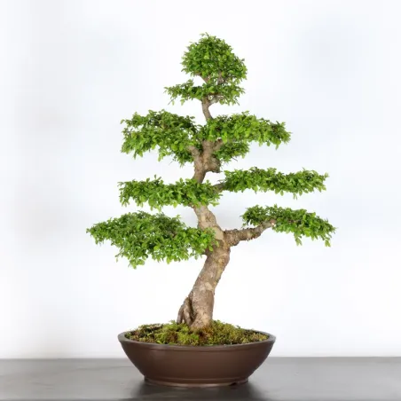 image supplémentaire - Orme de chine "ulmus...
