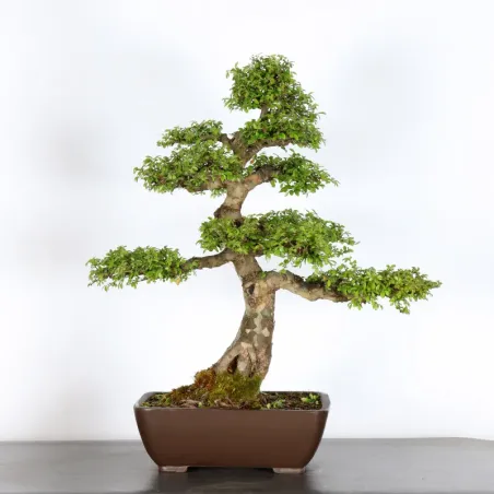 Bonsai Chinese Elm OR-3-2