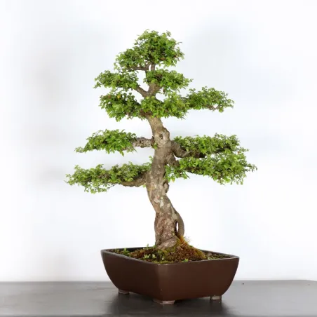 image supplémentaire - CHINESE ELM "Ulmus...