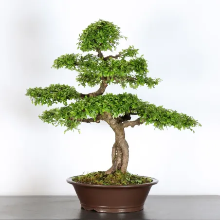 Bonsai Chinese Elm OR-3-3