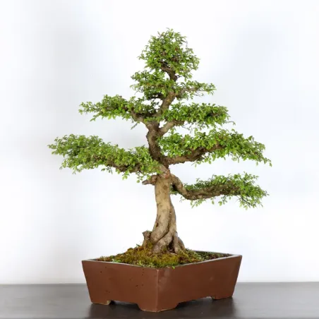Bonsai Orme de Chine OR-3-6