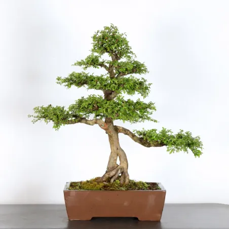 image supplémentaire - CHINESE ELM "Ulmus...