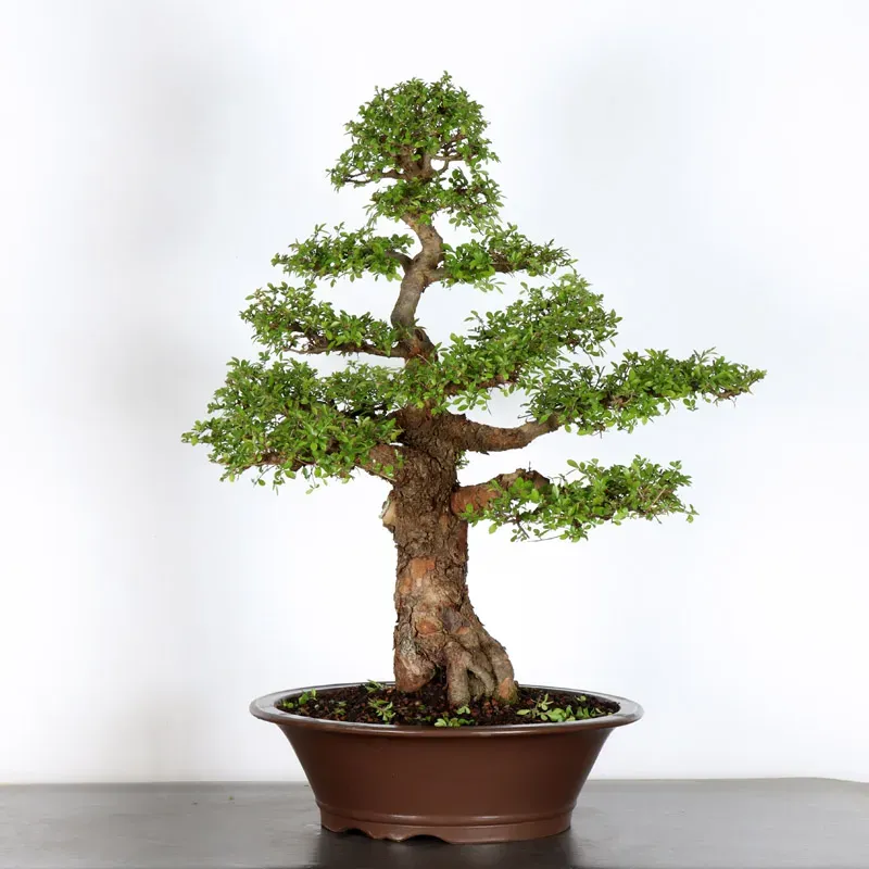image supplémentaire - CHINESE ELM "Ulmus...