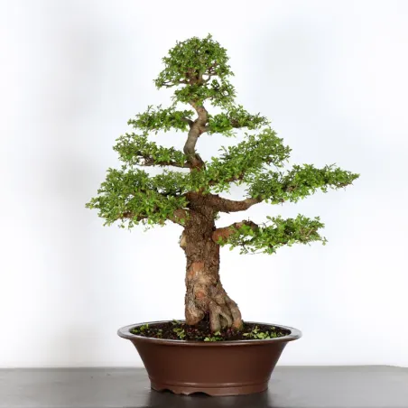 image supplémentaire - ORME DE CHINE "Ulmus...