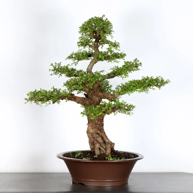 Bonsai Chinese Elm OR-3-7