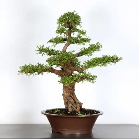 Bonsai Orme de Chine OR-3-7