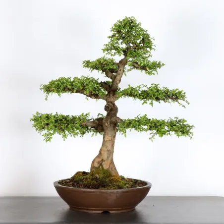 image supplémentaire - ORME DE CHINE "Ulmus...