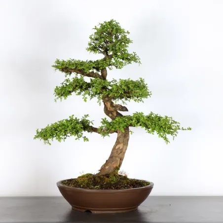 Bonsai Chinese Elm OR-3-8