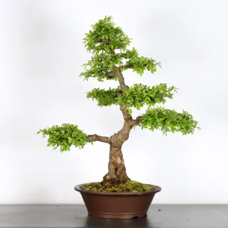 image supplémentaire - ORME DE CHINE "Ulmus...
