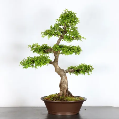 CHINESE ELM "Ulmus parvifolia" 3-9