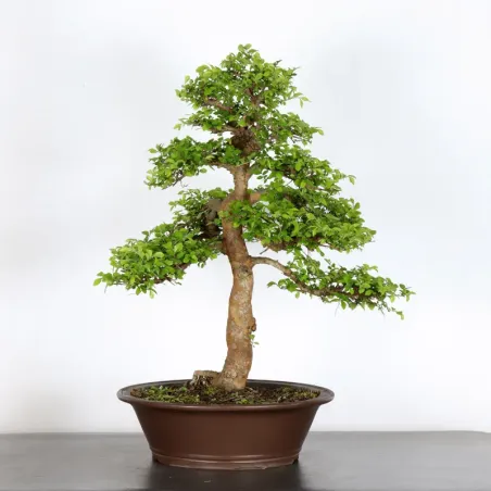 Bonsai Orme de Chine OR-2-7
